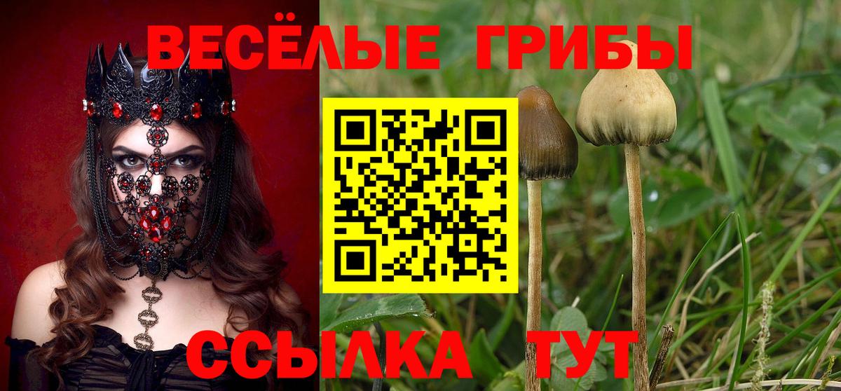 Псилоцибиновые грибы Cubensis  даркнет сайт  Вход с VPN  Усть-Джегута  Галлюциногенные грибы Psilocybe 